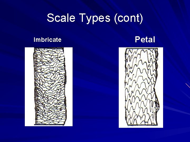 Scale Types (cont) Imbricate Petal 