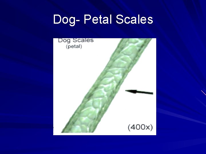 Dog- Petal Scales 