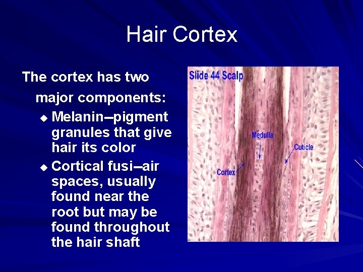 Hair Cortex The cortex has two major components: u Melanin--pigment granules that give hair