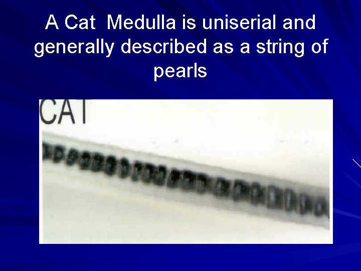 A Cat Medulla is uniserial and generally described as a string of pearls 