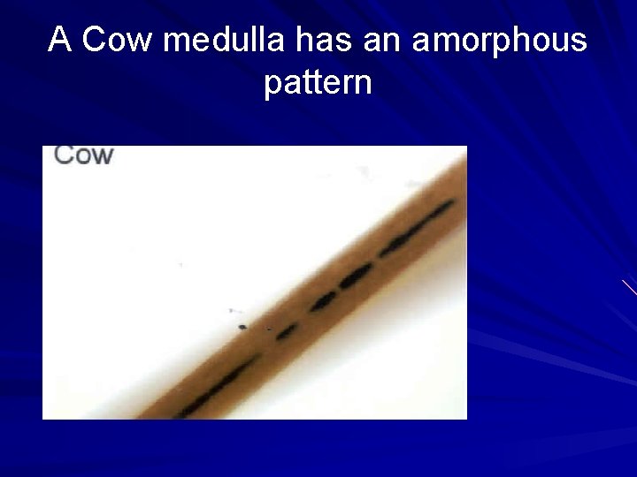 A Cow medulla has an amorphous pattern 