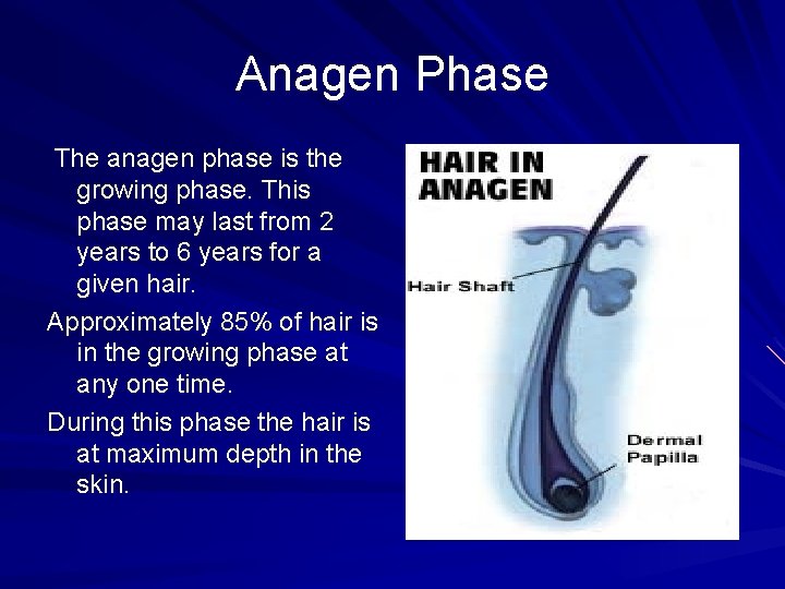 Anagen Phase The anagen phase is the growing phase. This phase may last from