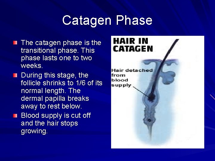 Catagen Phase The catagen phase is the transitional phase. This phase lasts one to