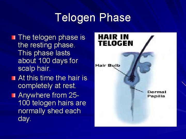 Telogen Phase The telogen phase is the resting phase. This phase lasts about 100