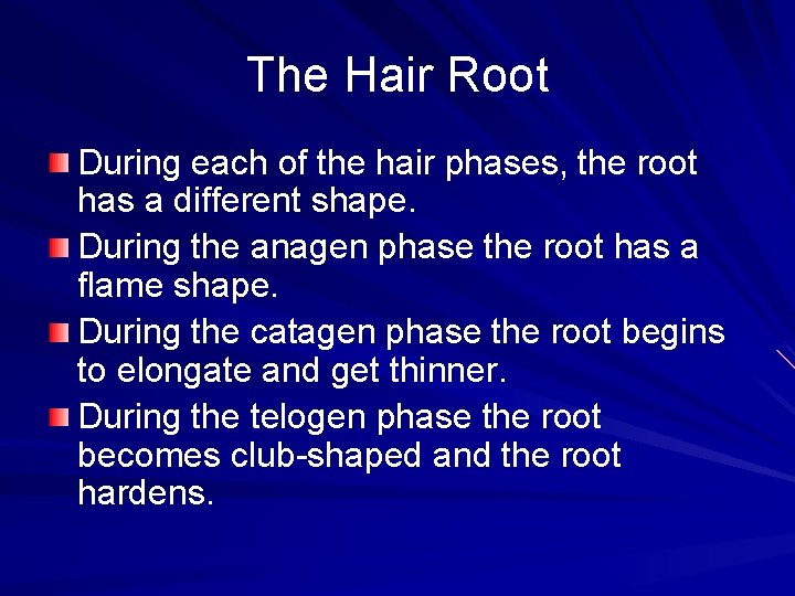 The Hair Root During each of the hair phases, the root has a different