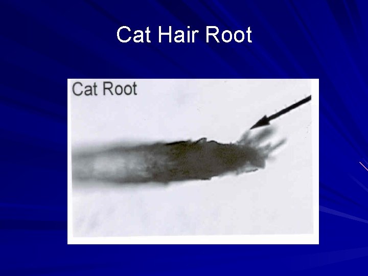 Cat Hair Root 