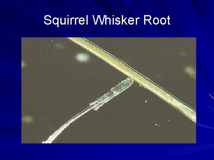 Squirrel Whisker Root 