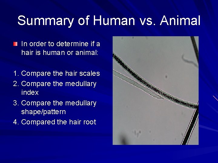 Summary of Human vs. Animal In order to determine if a hair is human