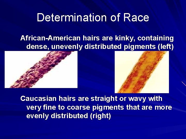 Determination of Race African-American hairs are kinky, containing dense, unevenly distributed pigments (left) Caucasian