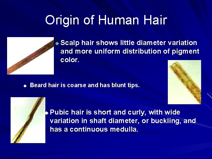 Origin of Human Hair u u Scalp hair shows little diameter variation and more
