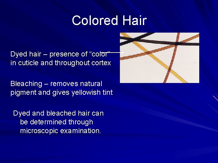 Colored Hair Dyed hair – presence of “color” in cuticle and throughout cortex Bleaching