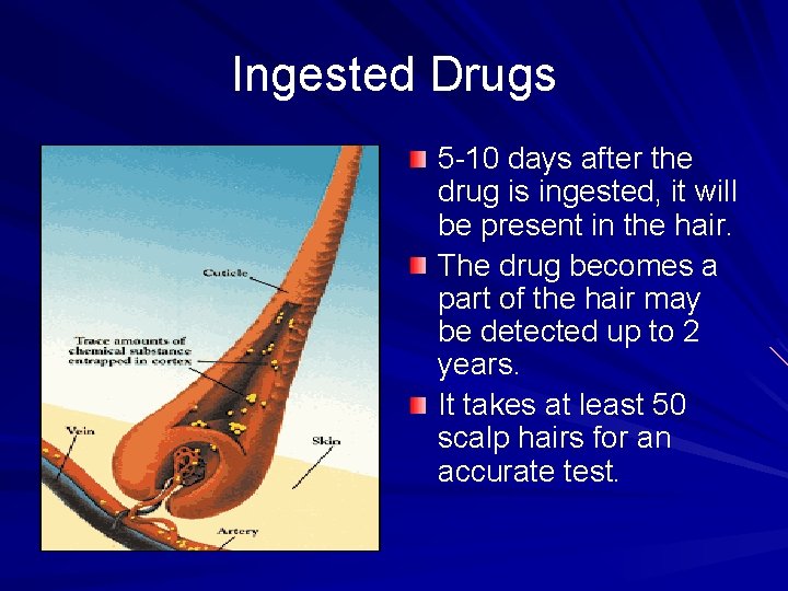 Ingested Drugs 5 -10 days after the drug is ingested, it will be present