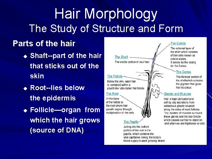 Hair Morphology The Study of Structure and Form Parts of the hair u u