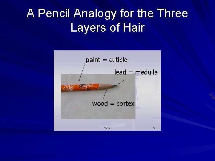 A Pencil Analogy for the Three Layers of Hair 