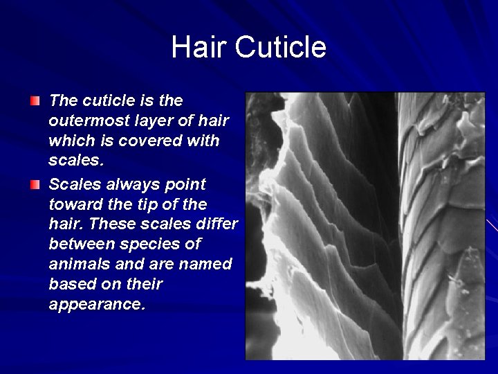 Hair Cuticle The cuticle is the outermost layer of hair which is covered with