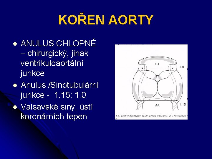 KOŘEN AORTY l l l ANULUS CHLOPNĚ – chirurgický, jinak ventrikuloaortální junkce Anulus /Sinotubulární