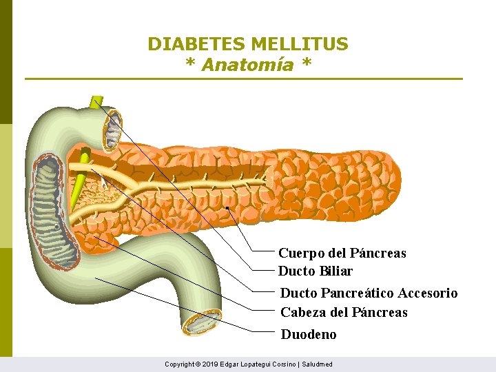 DIABETES MELLITUS * Anatomía * Cuerpo del Páncreas Ducto Biliar Ducto Pancreático Accesorio Cabeza