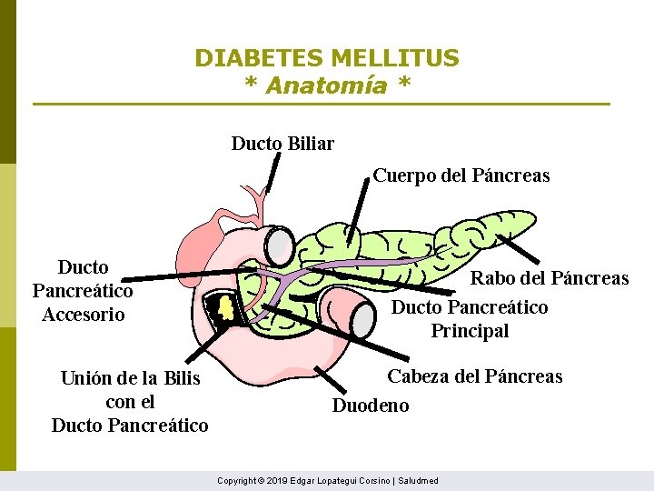 DIABETES MELLITUS * Anatomía * Ducto Biliar Cuerpo del Páncreas Ducto Pancreático Accesorio Unión