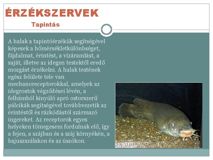 ÉRZÉKSZERVEK Tapintás A halak a tapintóérzékük segítségével képesek a hőmérsékletkülönbséget, fájdalmat, érintést, a vízáramlást,