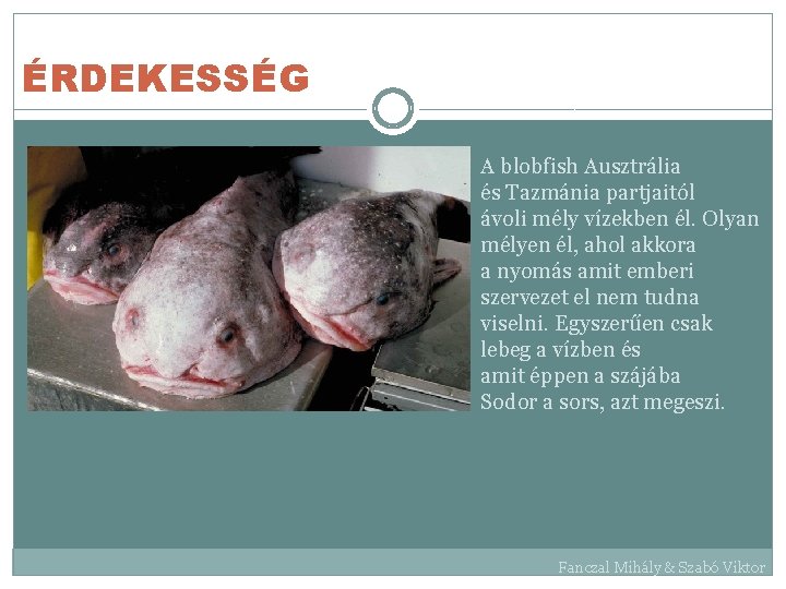 ÉRDEKESSÉG A blobfish Ausztrália és Tazmánia partjaitól ávoli mély vízekben él. Olyan mélyen él,