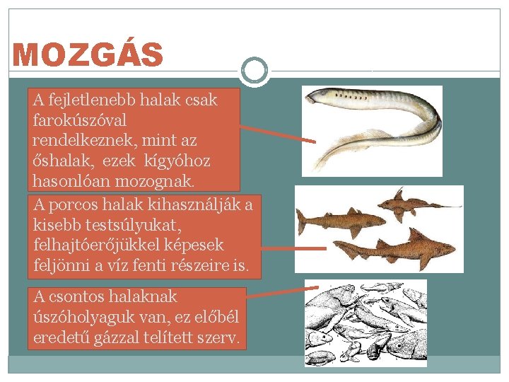 MOZGÁS A fejletlenebb halak csak farokúszóval rendelkeznek, mint az őshalak, ezek kígyóhoz hasonlóan mozognak.