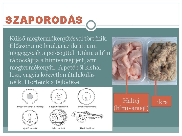 SZAPORODÁS Külső megtermékenyítéssel történik. Először a nő lerakja az ikráit ami megegyezik a petesejttel.