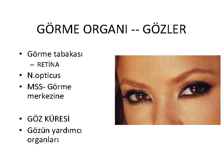 GÖRME ORGANI -- GÖZLER • Görme tabakası – RETİNA • N. opticus • MSS-