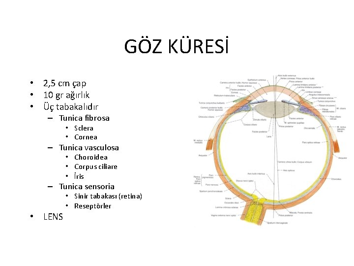 GÖZ KÜRESİ • 2, 5 cm çap • 10 gr ağırlık • Üç tabakalıdır