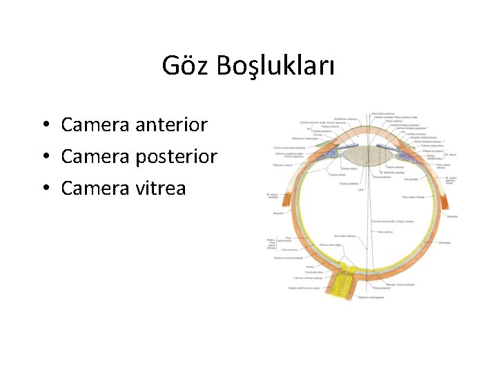 Göz Boşlukları • Camera anterior • Camera posterior • Camera vitrea 