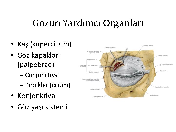 Gözün Yardımcı Organları • Kaş (supercilium) • Göz kapakları (palpebrae) – Conjunctiva – Kirpikler