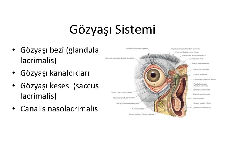 Gözyaşı Sistemi • Gözyaşı bezi (glandula lacrimalis) • Gözyaşı kanalcıkları • Gözyaşı kesesi (saccus