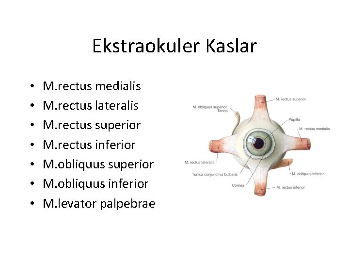 Ekstraokuler Kaslar • • M. rectus medialis M. rectus lateralis M. rectus superior M.