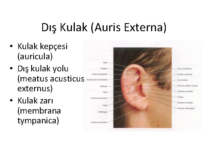 Dış Kulak (Auris Externa) • Kulak kepçesi (auricula) • Dış kulak yolu (meatus acusticus