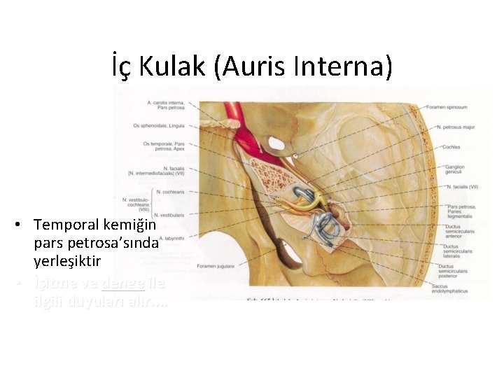 İç Kulak (Auris Interna) • Temporal kemiğin pars petrosa’sında yerleşiktir • İşitme ve denge