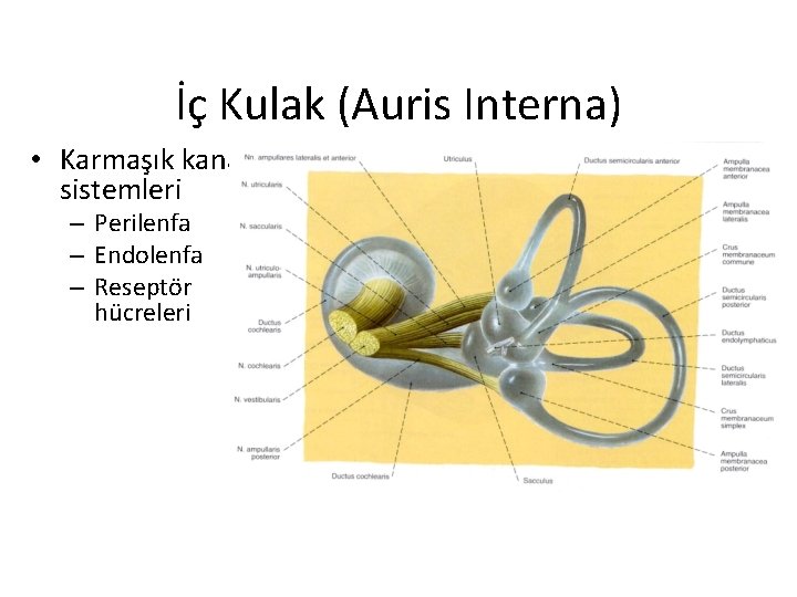 İç Kulak (Auris Interna) • Karmaşık kanal sistemleri – Perilenfa – Endolenfa – Reseptör