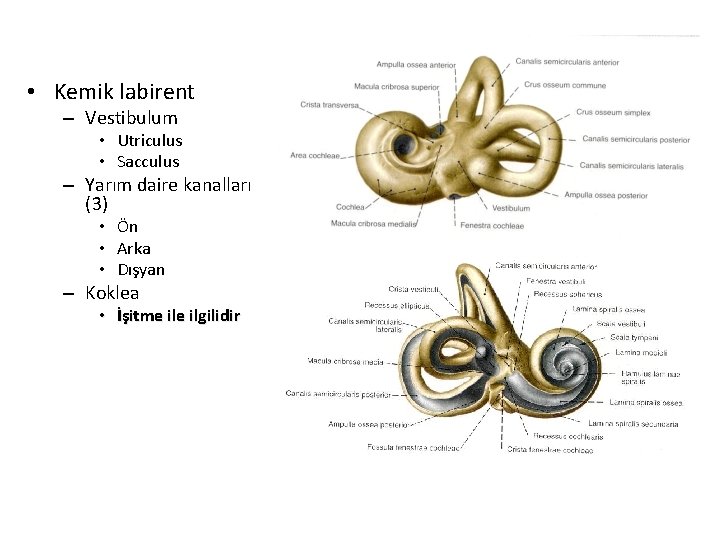  • Kemik labirent – Vestibulum • Utriculus • Sacculus – Yarım daire kanalları