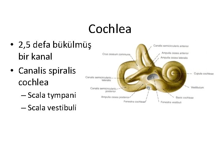 Cochlea • 2, 5 defa bükülmüş bir kanal • Canalis spiralis cochlea – Scala