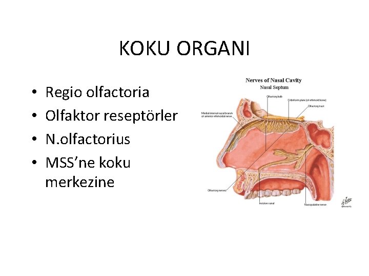 KOKU ORGANI • • Regio olfactoria Olfaktor reseptörler N. olfactorius MSS’ne koku merkezine 