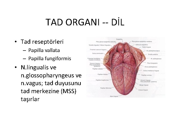 TAD ORGANI -- DİL • Tad reseptörleri – Papilla vallata – Papilla fungiformis •