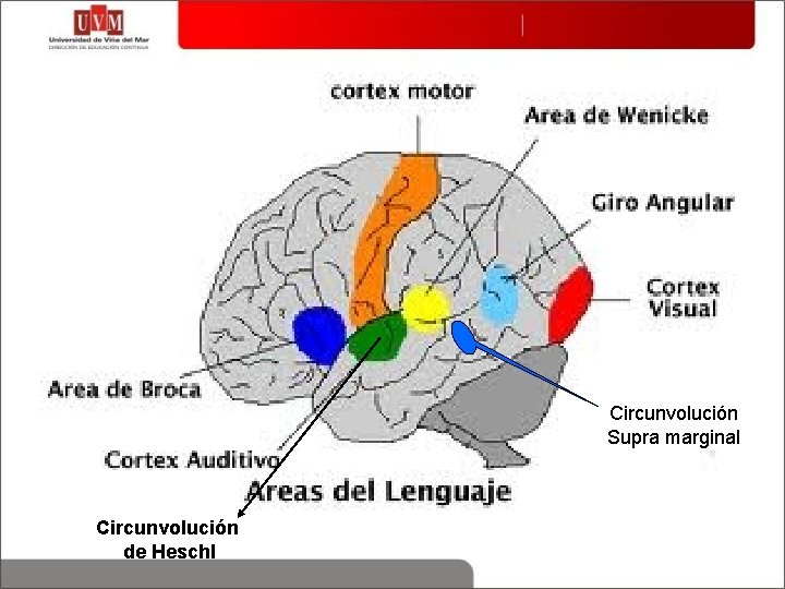 giro angular y supramarginal