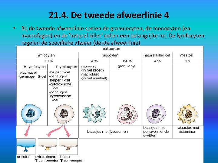 21. 4. De tweede afweerlinie 4 • Bij de tweede afweerlinie spelen de granulocyten,