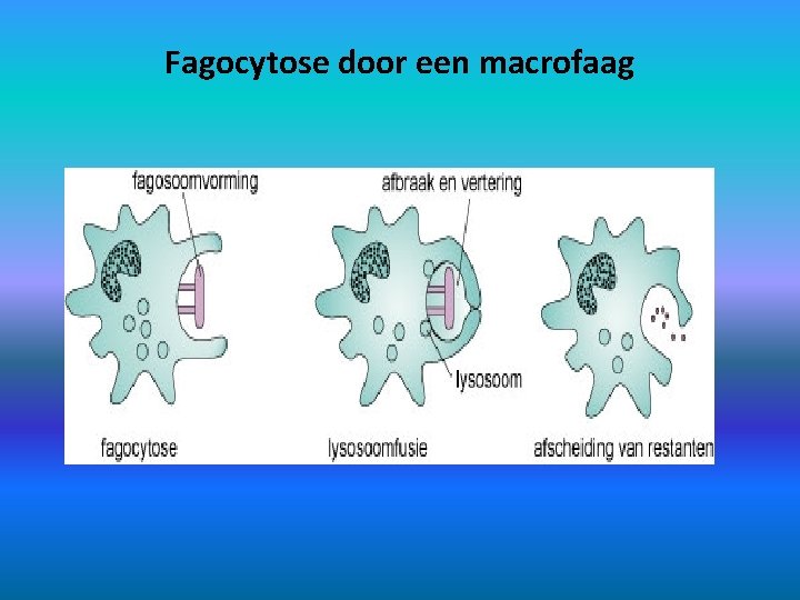 Fagocytose door een macrofaag 