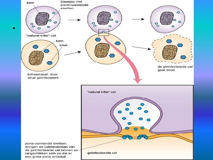 Natural killer-cellen schematisch • Natural killer-cellen in actie: 1 x klikken 