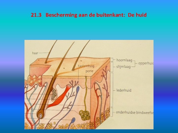 21. 3 Bescherming aan de buitenkant: De huid 