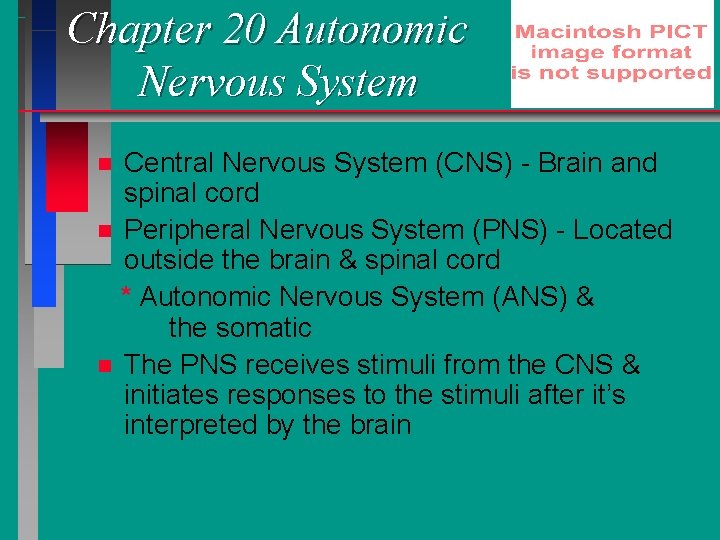 Chapter 20 Autonomic Nervous System Central Nervous System (CNS) - Brain and spinal cord Chapter 20 Autonomic Nervous System Central Nervous System (CNS) - Brain and spinal cord