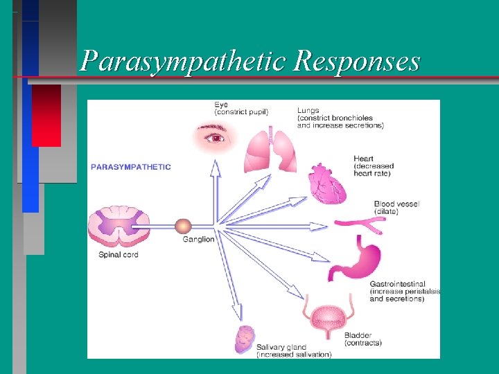 Parasympathetic Responses 