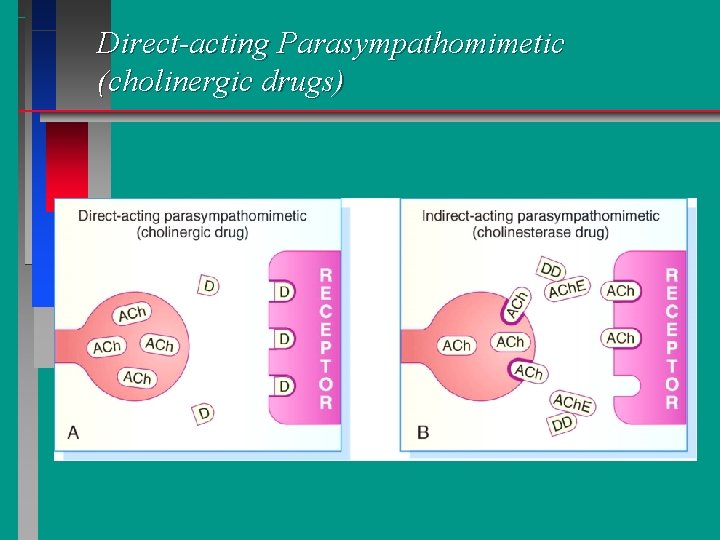 Direct-acting Parasympathomimetic (cholinergic drugs) 