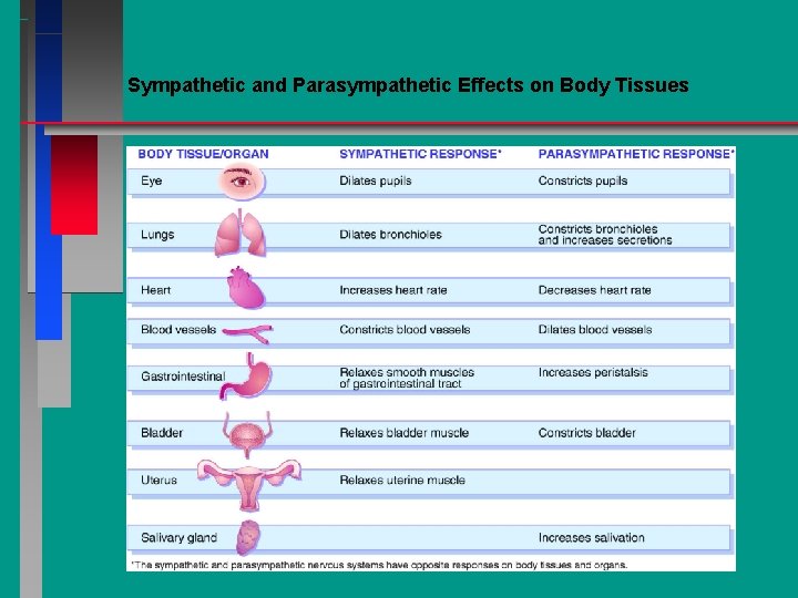 Figure 20 -2. Sympathetic and Parasympathetic Effects on Body Tissues 