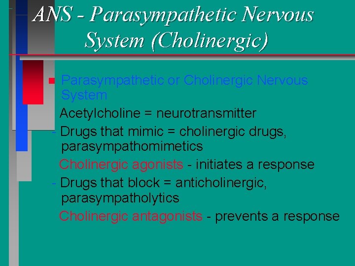 ANS - Parasympathetic Nervous System (Cholinergic) Parasympathetic or Cholinergic Nervous System Acetylcholine = neurotransmitter