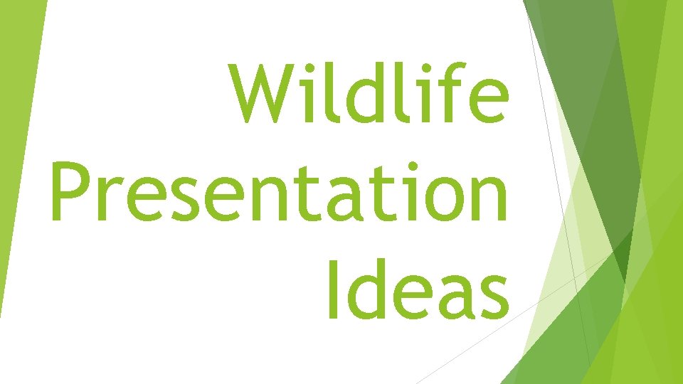 Wildlife Presentation Ideas 